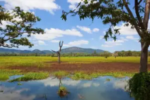 Wasgamuwa and Minneriya National Park Elephant Safari Tour
